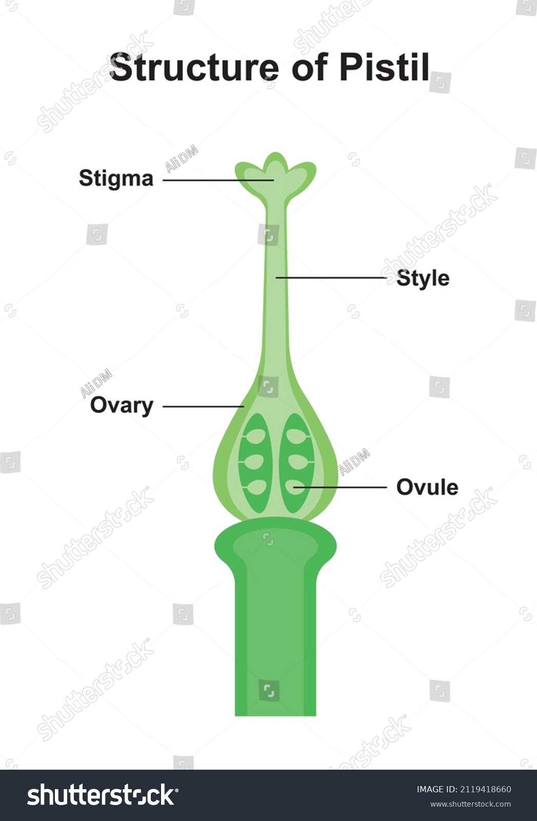 <p>Term referring to one carpel or multiple carpels fused together</p>