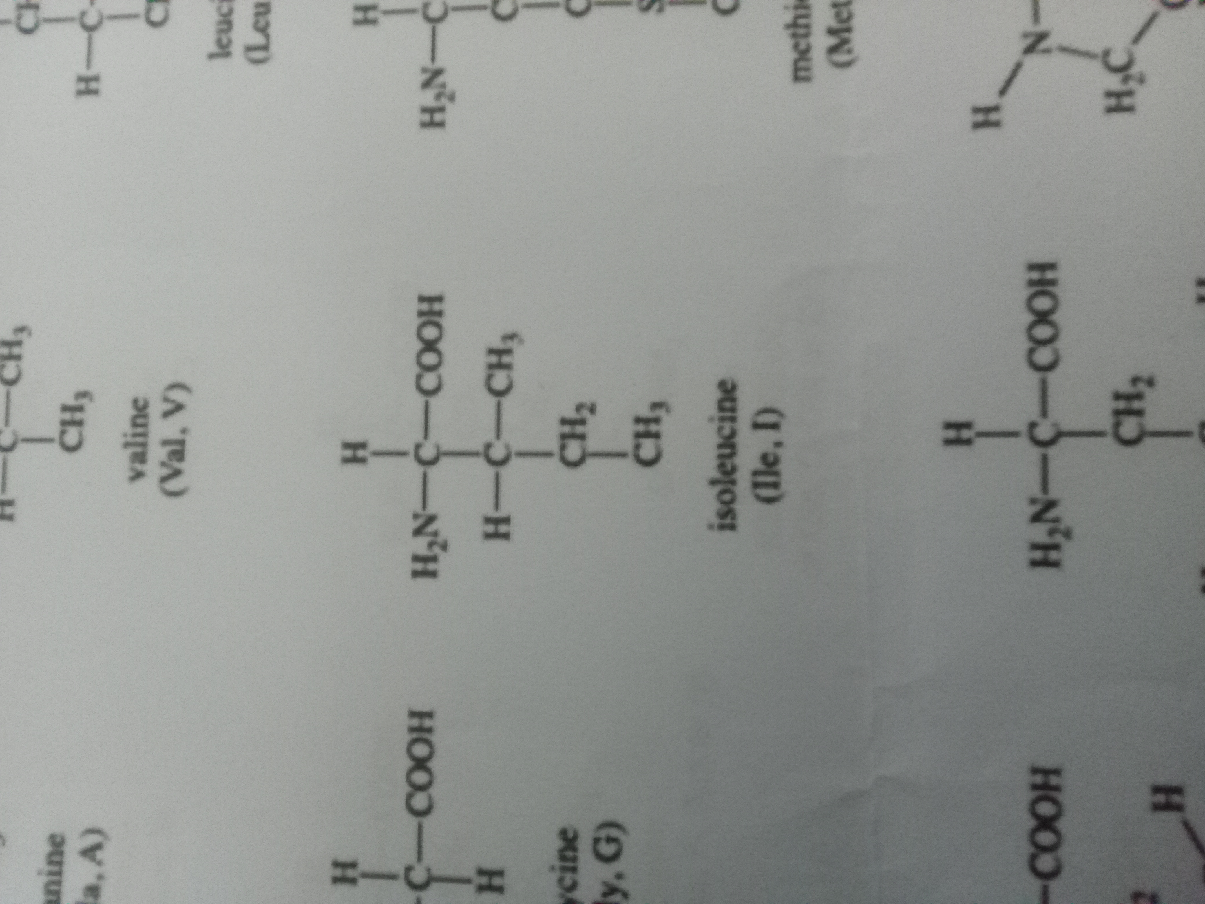 <p>Isoleucine</p>
