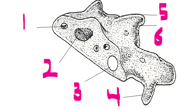 <p>General Characters of <strong>Protozoa</strong></p>