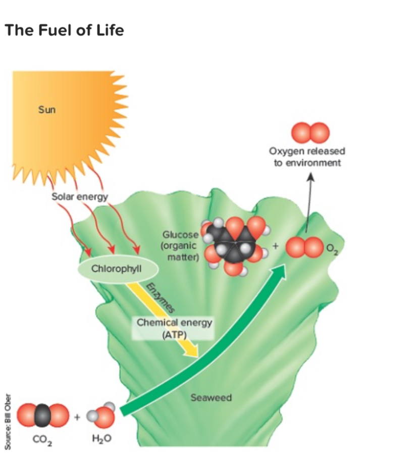 <p>The figure shows what process?</p>