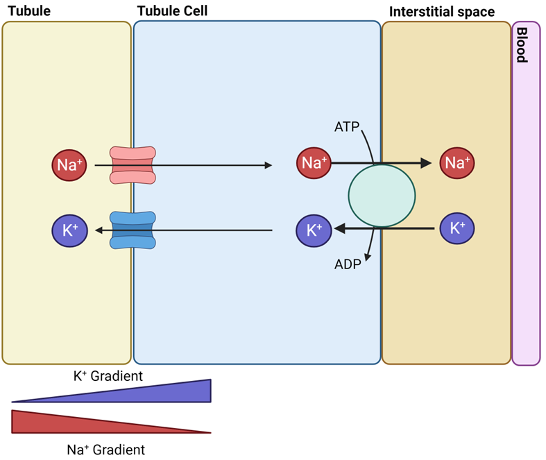<ul><li><p><span style="font-family: "Gill Sans MT";"><span>Tube – Cell (Apical Surface)</span></span></p><ul><li><p><span style="font-family: "Gill Sans MT";"><span>Channels specific to Na+ & K+ each individually present</span></span></p></li><li><p><span style="font-family: "Gill Sans MT";"><span>Na+ moves into cell and K+ moves out through ion channel</span></span></p></li><li><p><span style="font-family: "Gill Sans MT";"><span>Down concentration gradient</span></span></p></li></ul></li></ul><p> </p><ul><li><p><span style="font-family: "Gill Sans MT";"><span>Cell – Body (Basolateral Surface):</span></span></p><ul><li><p><span style="font-family: "Gill Sans MT";"><span>Na+/K+ ATPase moves Na+ out to interstitial space and K+ into cells</span></span></p></li></ul></li></ul><p></p>