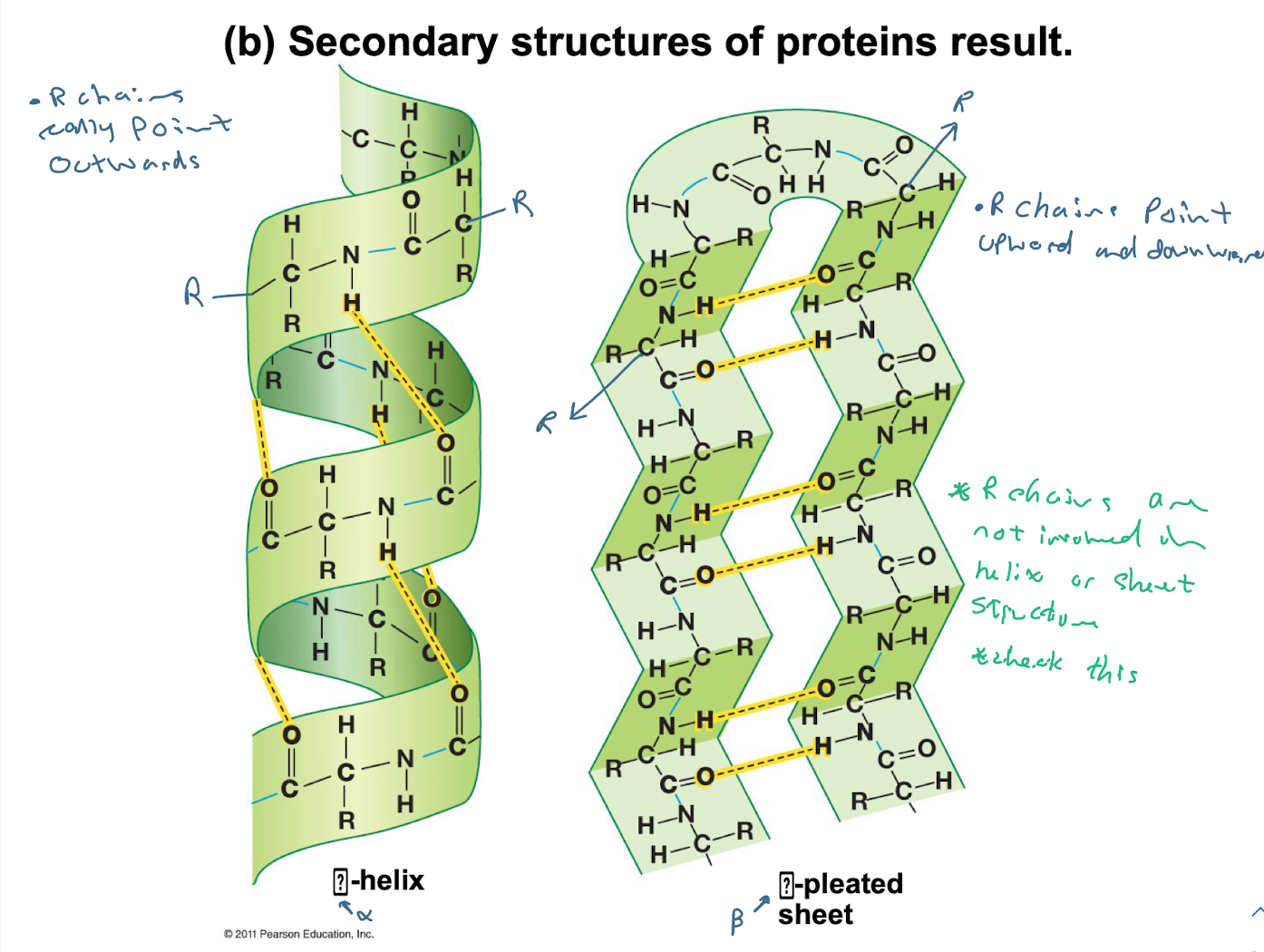 Alpha helix: R chains point outwards (away from the helix) 

* Hydrogen bonds form in the direction of the helix

Beta-sheet: R chains away from the plane (upward and downward) 

* Hydrogen bonds form within the plane of the sheet