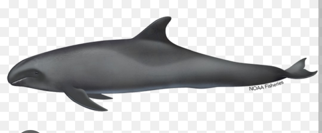 <p class="has-focus">Delphinidae family</p><p>feed primarily at night on squid and small fish.</p><p class="has-focus">Their appearance is defined by a charcoal gray to black body and a triangular, sickle-shaped dorsal fin. dark face ‘mask’ extends from around the eye to the front of the melon and larger animals have whitish lips.</p>