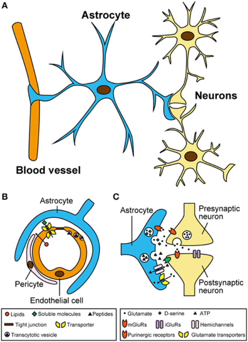 <p>glial cell in the CNS</p><p>nutrients</p><p>Repair</p><p>help in signals</p><p>protect the blood-brain barrier</p>