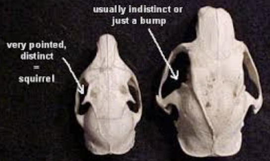 <p>lateral projection above orbit; marks posterioer boundary of orbit </p>
