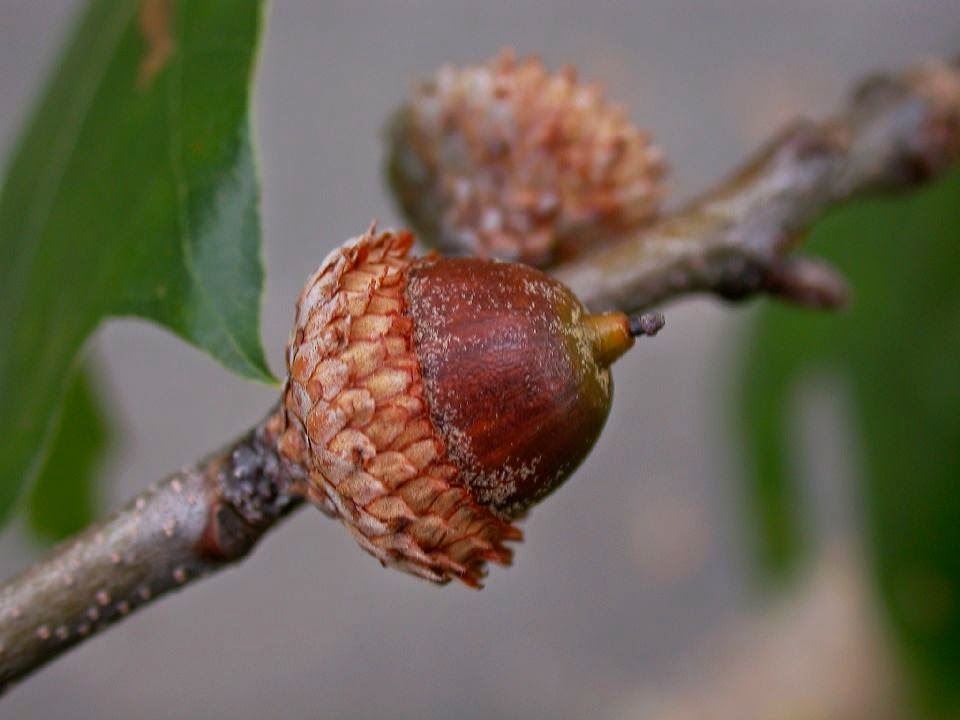 <p>5/8-3/4”, ovoid oblong, cap covers 1/4-1/3” of acorn, cup scales fuzzy, loose scales</p>
