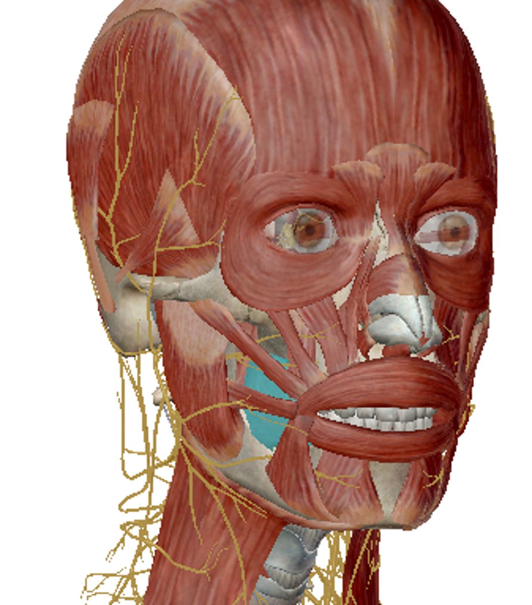 <p>maintains the tightness of the cheeks and presses them against the teeth during chewing</p><p>Face muscles</p>
