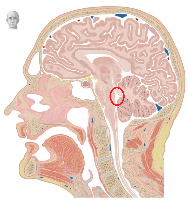 <p>Latijnse term</p>