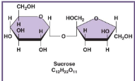 <ul><li><p>di = two</p><ul><li><p>two monosaccharides come together to form a disaccharide</p></li><li><p>ex: glucose + fructose = <strong>sucrose (table sugar)</strong></p><ul><li><p><strong>covalently bonded together through a dehydration reaction</strong></p></li></ul></li></ul></li></ul>