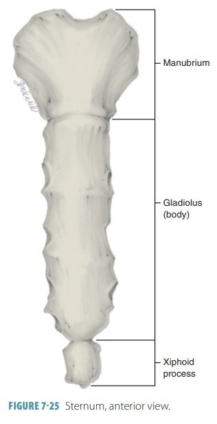 <p>Small inferior sternum part; attachment for diaphragm and rectus abdominismuscle. It is cartilaginous in youth and ossifies with age. </p>