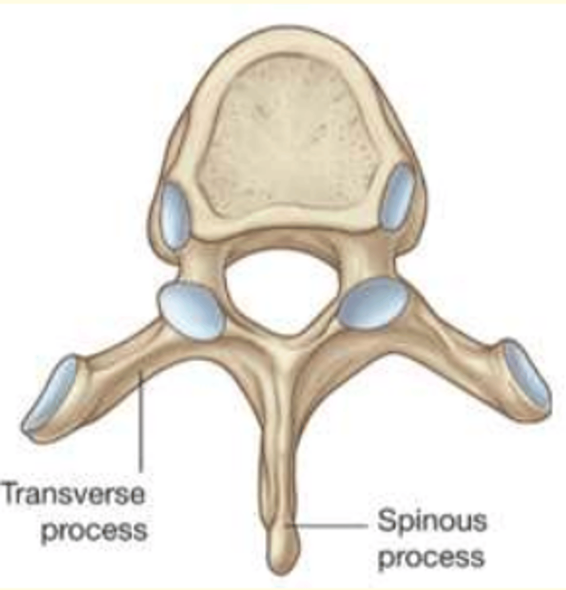 <p>Thoracic </p><p>- Medium heart-shaped body</p><p>- One vertebral foramina</p><p>- Smallest and circular vertebral foramina</p>