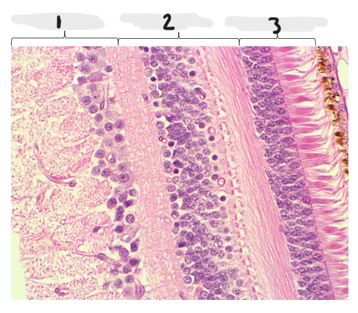 <p>What Microscope Slide is this?</p>