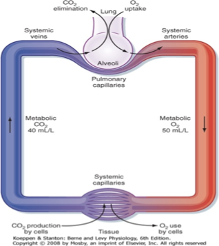 <p><span>The flow rates for CO2 and O2 are shown for 1 L of blood. </span></p><p><span>The CO2 production to O2 consumption is the <u>respiratory exchange ratio</u>, R, which at rest is ________</span></p><p>^IN USA ***</p>