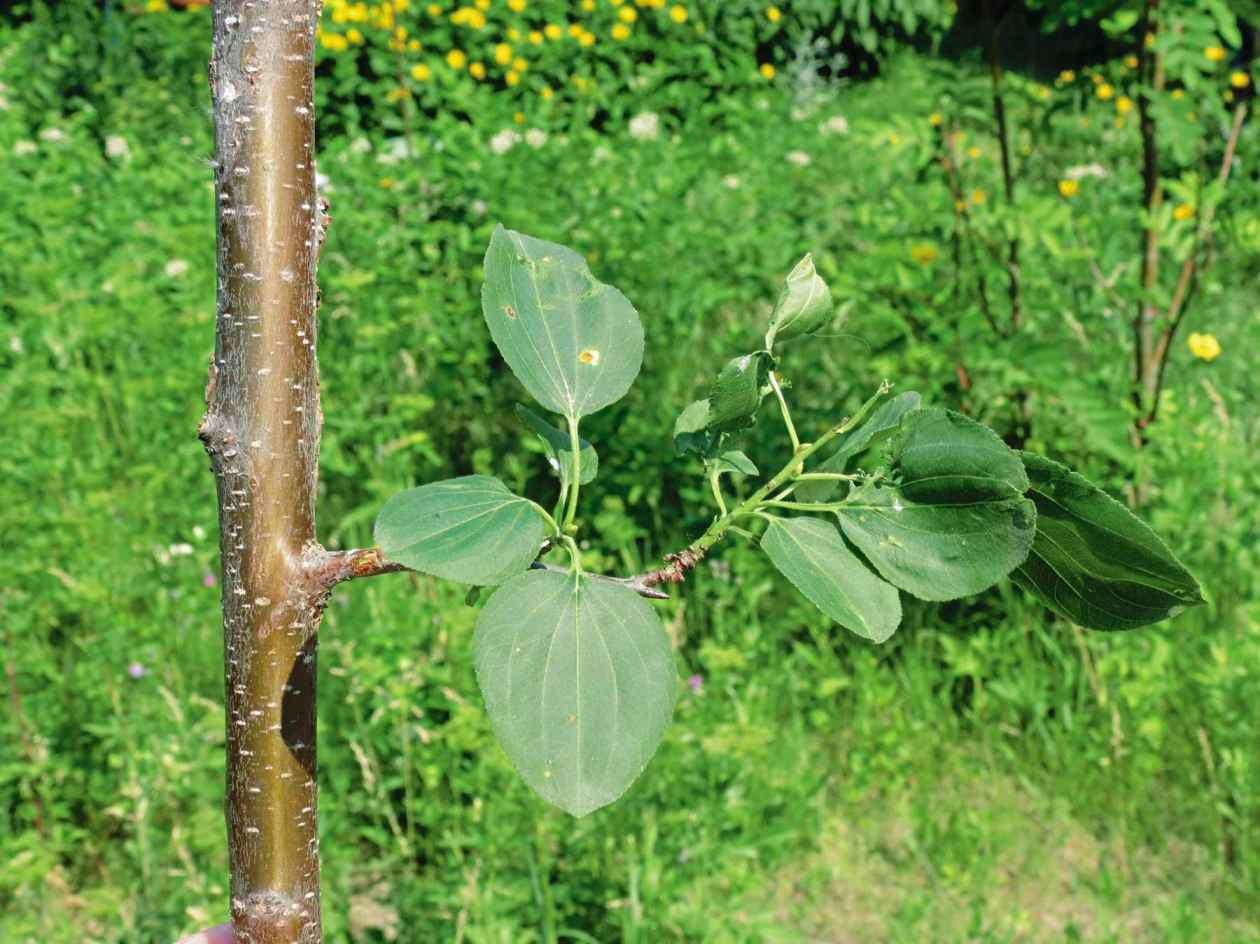 <p>family = Rhamnaceae / buckthorn</p>