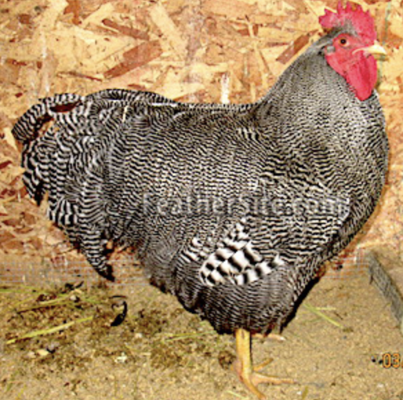 <p>Dual purpose, brown eggs, America </p>