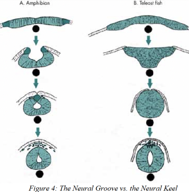 <p>Instead of forming a neural groove, they form a neural keel (a wedge of ectoderm above the notochord). The keel hollows out to become the nerve cord, which expands at the front into the brain. Cranial and spinal nerves then grow from the cord, forming the PNS, which connects the CNS to the rest of the body</p>