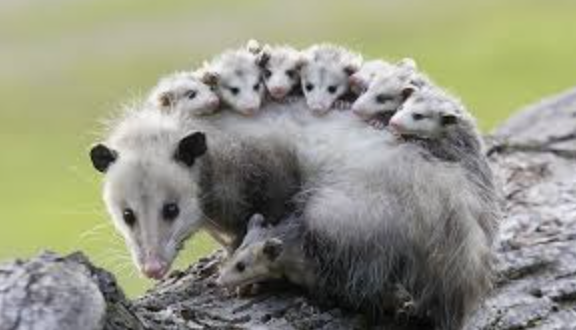 <p>Opossums</p>