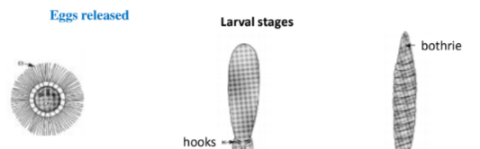 <p>The main stages of pseudophyllidea?</p>