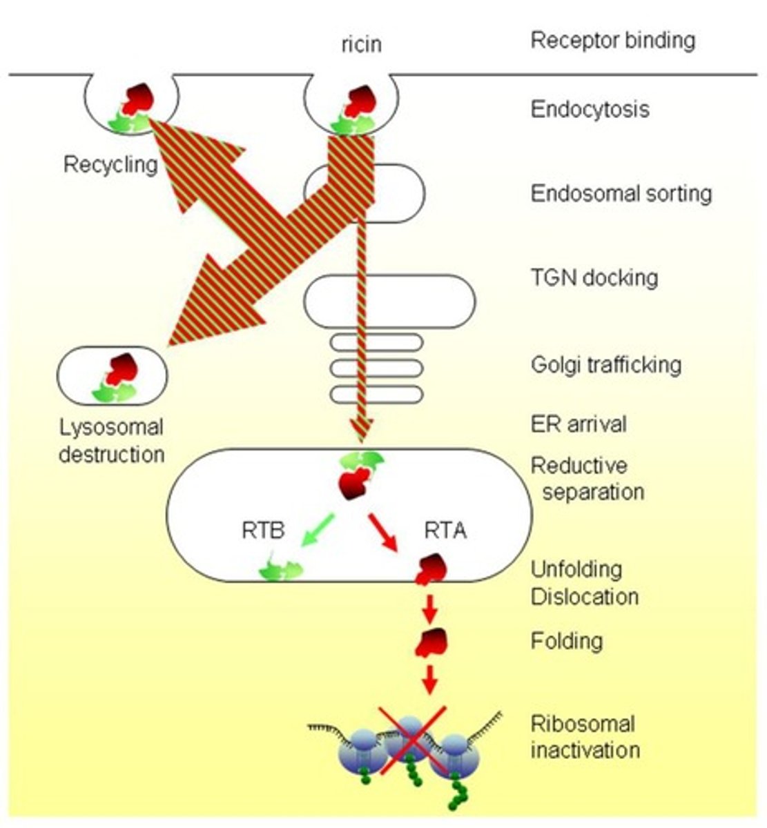 <p>Catalytic A chain of ricin that hydrolyses the N-glycosidic bond of adenine 4324 (A4324) within the 28S rRNA.</p>
