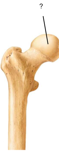 <p>Nom et caractéristiques de ce relief ?</p>