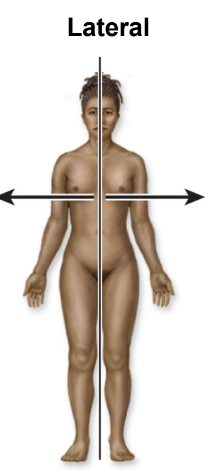 <p>midline</p>