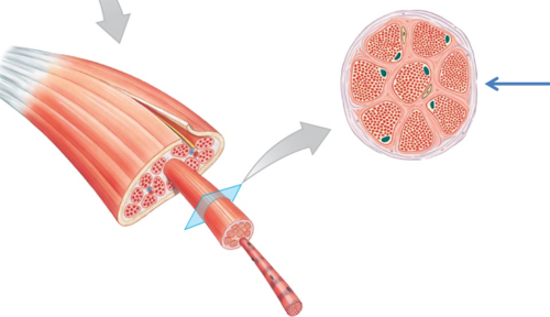 <p>Bundle of nerves</p>