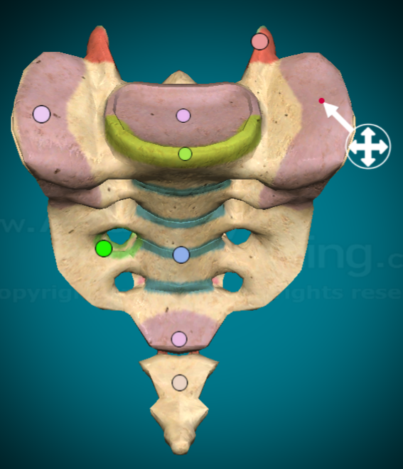 <p>The bilateral wing-like protrusions on near the top of the bone</p>