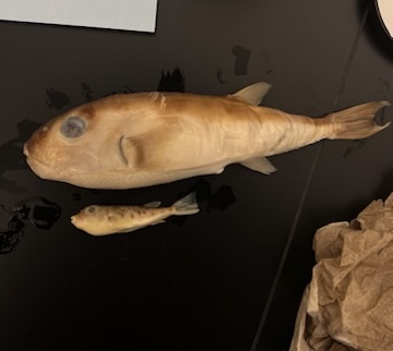 <p>Puffers</p>