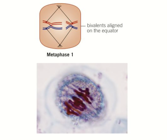 <ol><li><p>homologous pairs of chromosomes assemble along the metaphase plate </p></li><li><p>orientation of them is random and independent - <strong>independent assortment - can result in many different combinations of alleles facing the poles- results in genetic variation.</strong></p></li></ol>