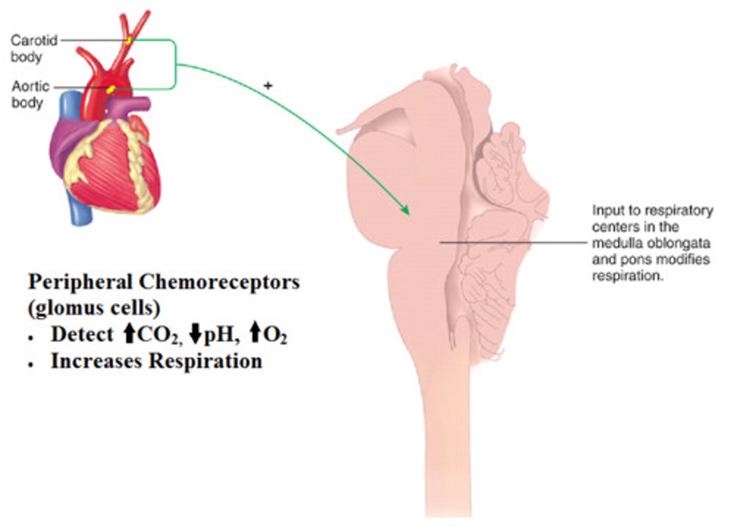 <p>sensory receptor cells located in the aortic arch and carotid arteries that are sensitive to changes in blood oxygen level</p>