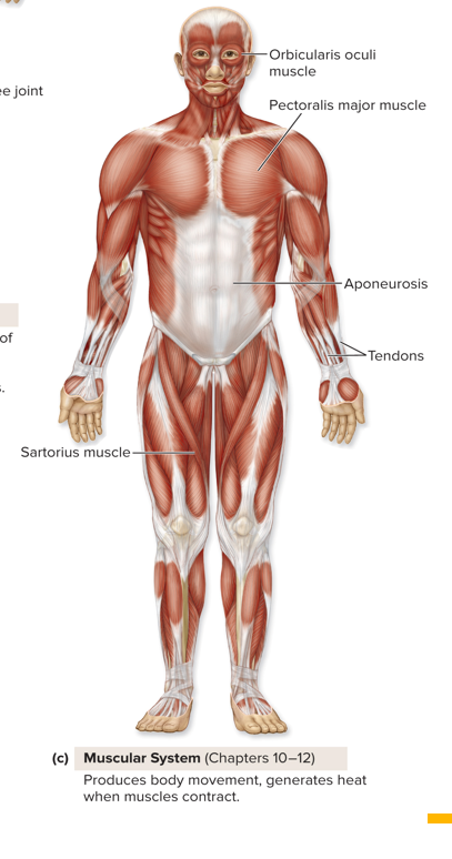 <p>Produces body movement and generates heat when muscles contract.</p><p></p><p>Organs: Orbicularis oculi muscle, pectoralis major muscle, aponeurosis, tendons, sartorius muscle. </p>