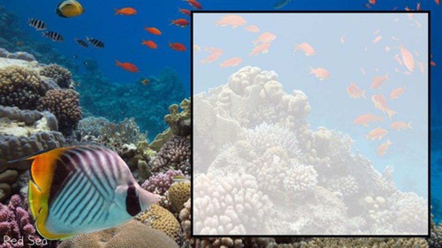 <p>An ocean ridge made up of skeletal remains of tiny sea animals.</p>