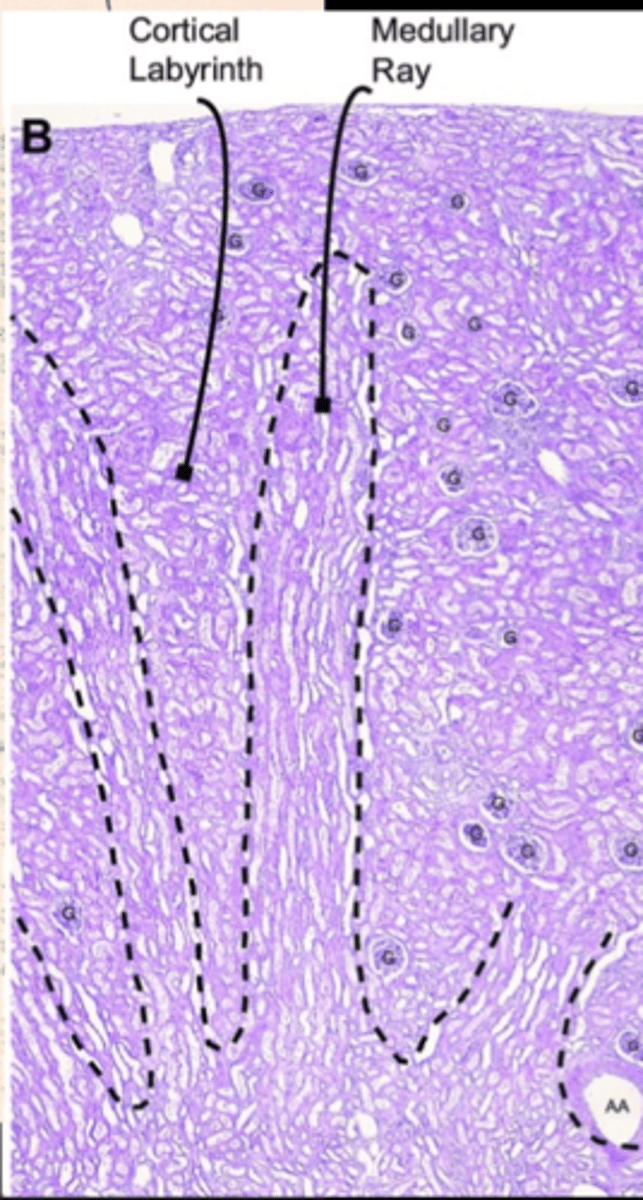 <p>renal corpuscles,</p><p>irregular sections of the PCT,DCT</p><p>distal thick ascending limb</p><p>initial collecting tubule portion</p>