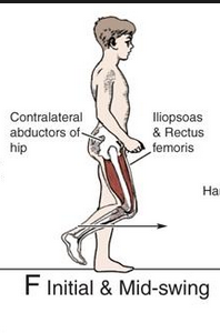 external FLEXION due to tibial advancement (interaction torque)