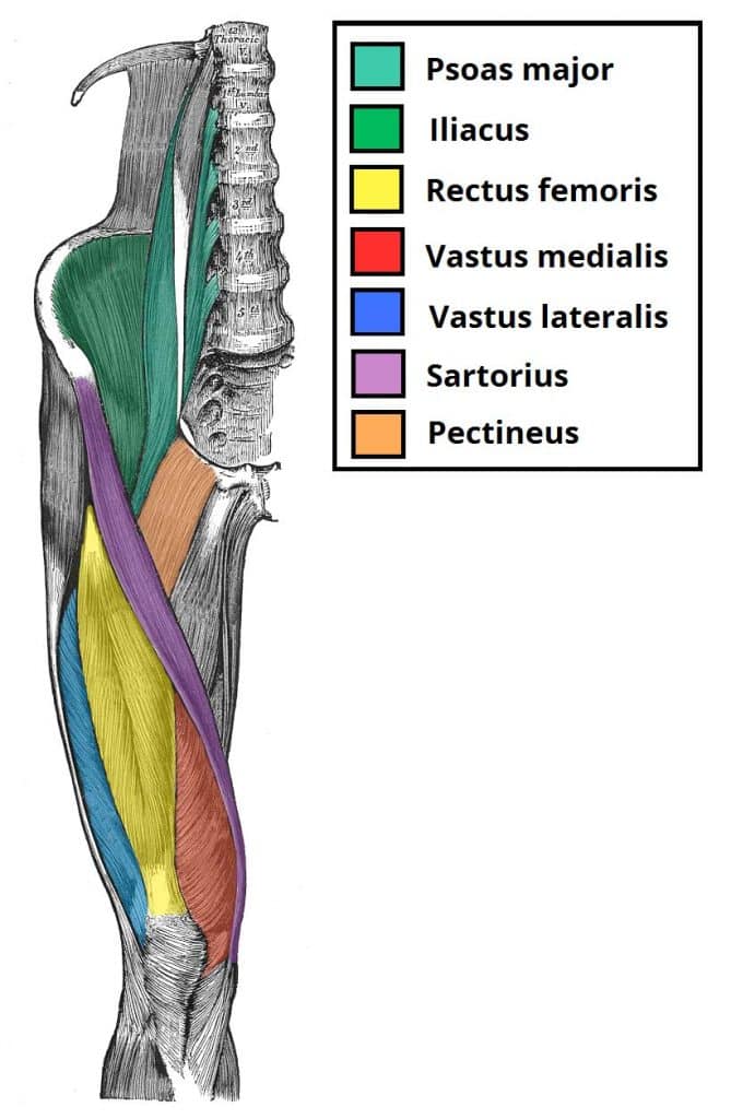 <ul><li><p>Action: Flexes the thigh, flexes the knee, abducts and laterally rotates the thigh, actions produce a cross legged position</p></li><li><p>Innervation: Femoral</p></li><li><p>Origin: ASIS</p></li><li><p>Insertion: Medial side of proximal tibia</p></li></ul><p></p>