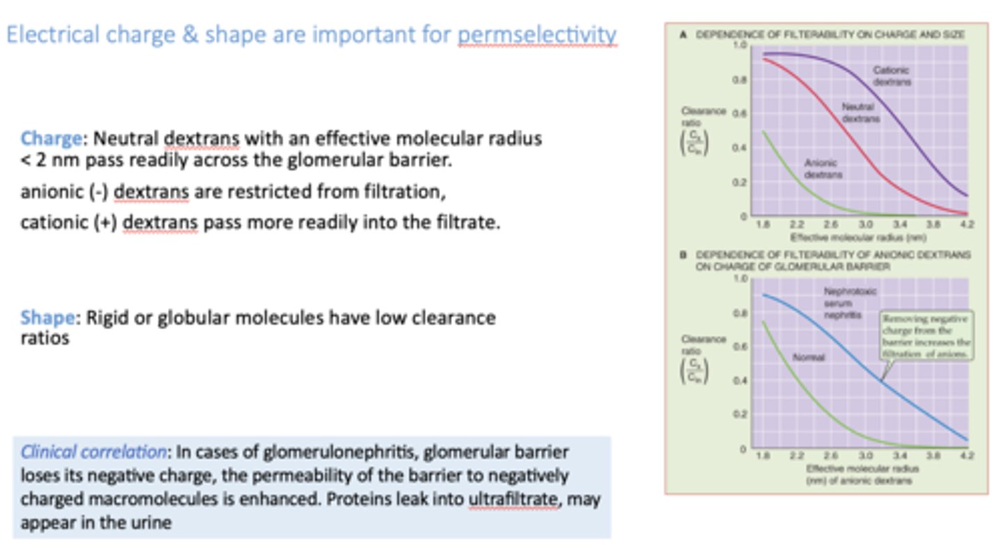 <p>negative charge</p>