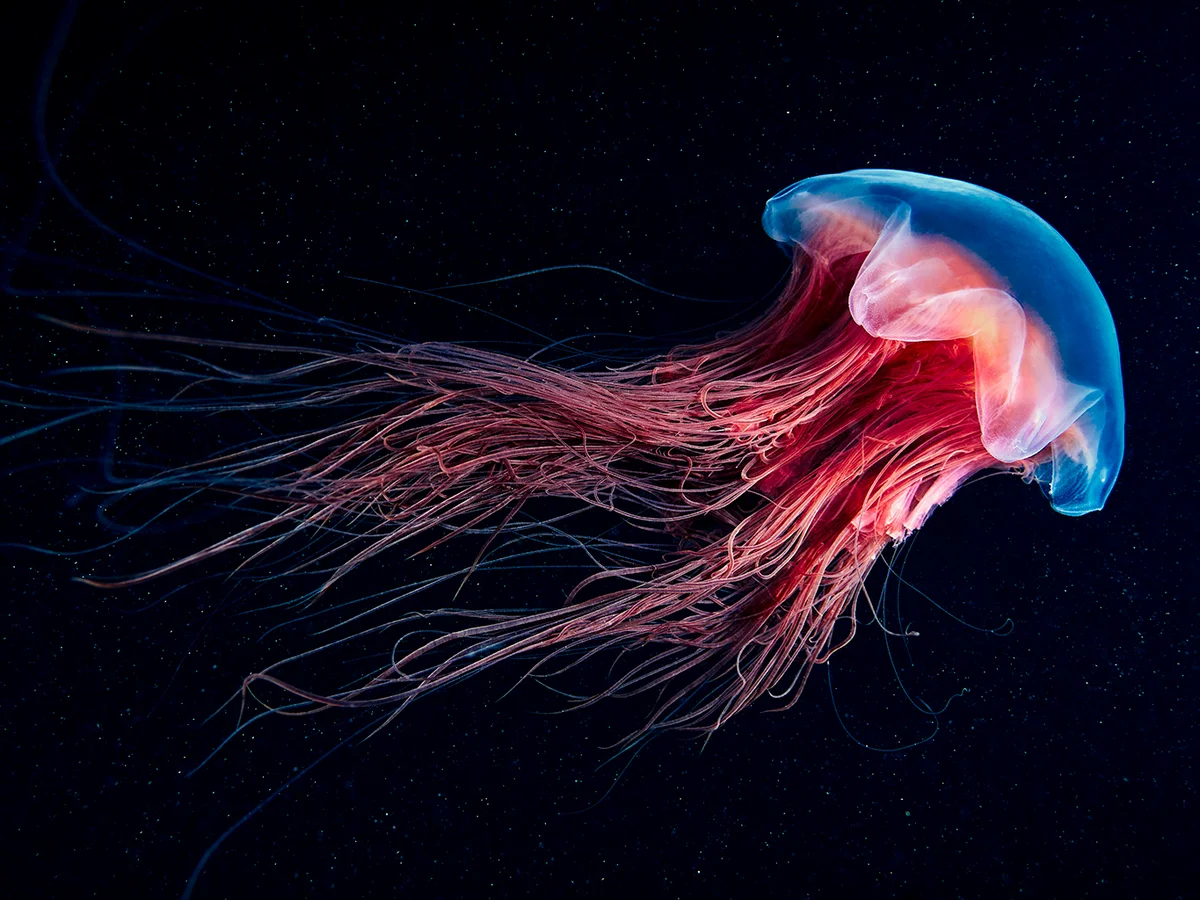 <p>jellyfish</p>