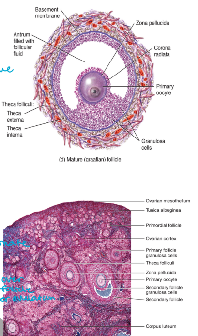 <ul><li><p>the Graafian follicle remains in the vary without its contents</p><ul><li><p>becomes corpus luteum (estrogen will be kept as endocrine tissue)</p><ul><li><p>endocrine tissue</p></li><li><p>when it bursts, rest stays</p></li></ul></li></ul></li><li><p>the central space of the follicle fills with blood and clots</p></li><li><p>the corpus luteum forms from proliferation of the granulosa and theca cells</p><ul><li><p>the corpus luteum functions to produce estrogen and progesterone</p><ul><li><p>if it drops can cause the pregnancy to terminate</p></li></ul></li><li><p>if fertilization does not occur the corpus luteum disintegrates and becomes the corpus albicans (left over of follicle after ovulation)</p><ul><li><p>estrogen and progesterone secretion halts resulting in the beginning of a new cycle</p></li><li><p>source of hormones drop</p></li><li><p>can count the scar tissue to see how many time one has ovulated</p></li></ul></li></ul></li></ul><p></p>