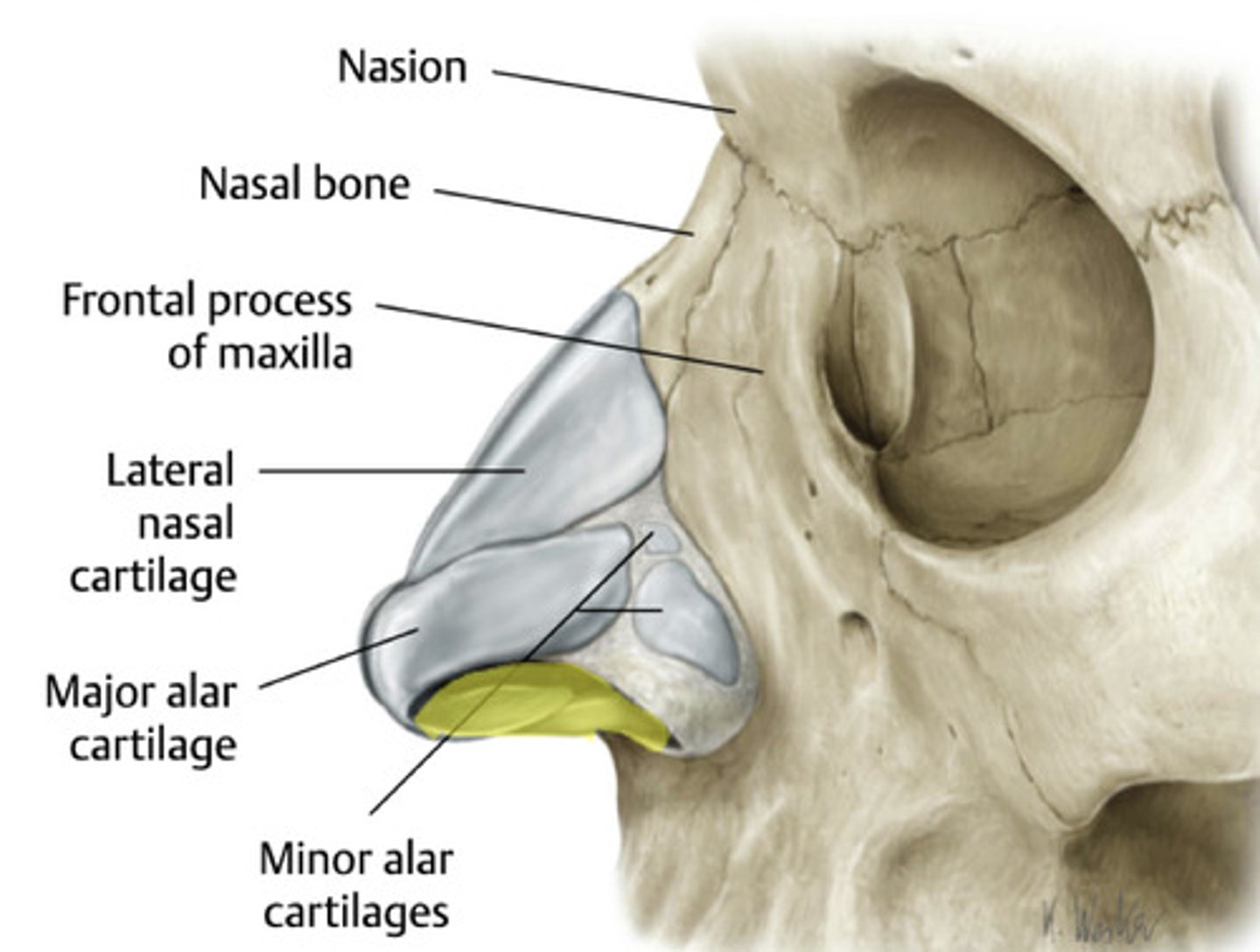 <p>- lateral nasal cartilages</p><p>- major alar cartilages</p><p>- minior alar cartilages</p>