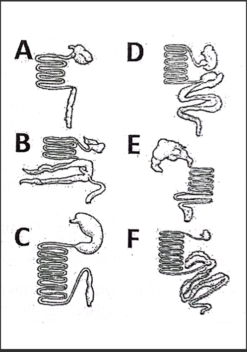 <p>Which are the guts for a carnivore? </p>