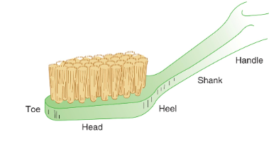 <p>Head-working end, has bristles</p><p>Handle-part grasped; angulations can help ergonomic graso </p><p>Shank-connects head and hanlde</p><p>Sizes-large, medium small</p><p>Texture (hardness, firmness, stiffness) of the bristle-hard, medium soft, extra soft</p>