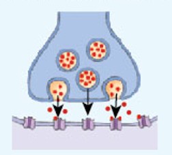 <p>A type of intercellular communication mechanism where a neuron releases a neurotransmitter at a chemical synapse with a target cell.</p>