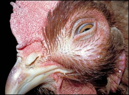 <ul><li><p><u>Swelling of the infraorbital sinus</u></p></li><li><p>Nasal discharge</p></li><li><p>Sneezing</p></li></ul><p></p>