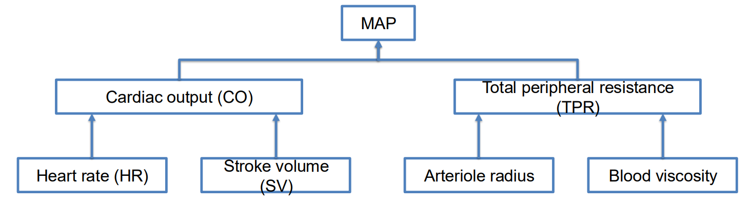 <p>cardiac resistance</p><ul><li><p>viscosity</p></li><li><p>arteriole radius</p></li></ul><p>cardiac output</p><ul><li><p>heart rate</p></li><li><p>stroke volume</p></li></ul><p></p>