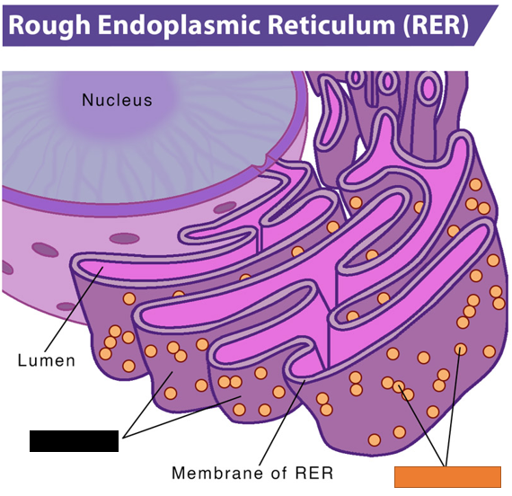 Label the 2 structures covered in the RER