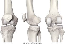 <p>What are sesamoid bones and where are they found?</p>
