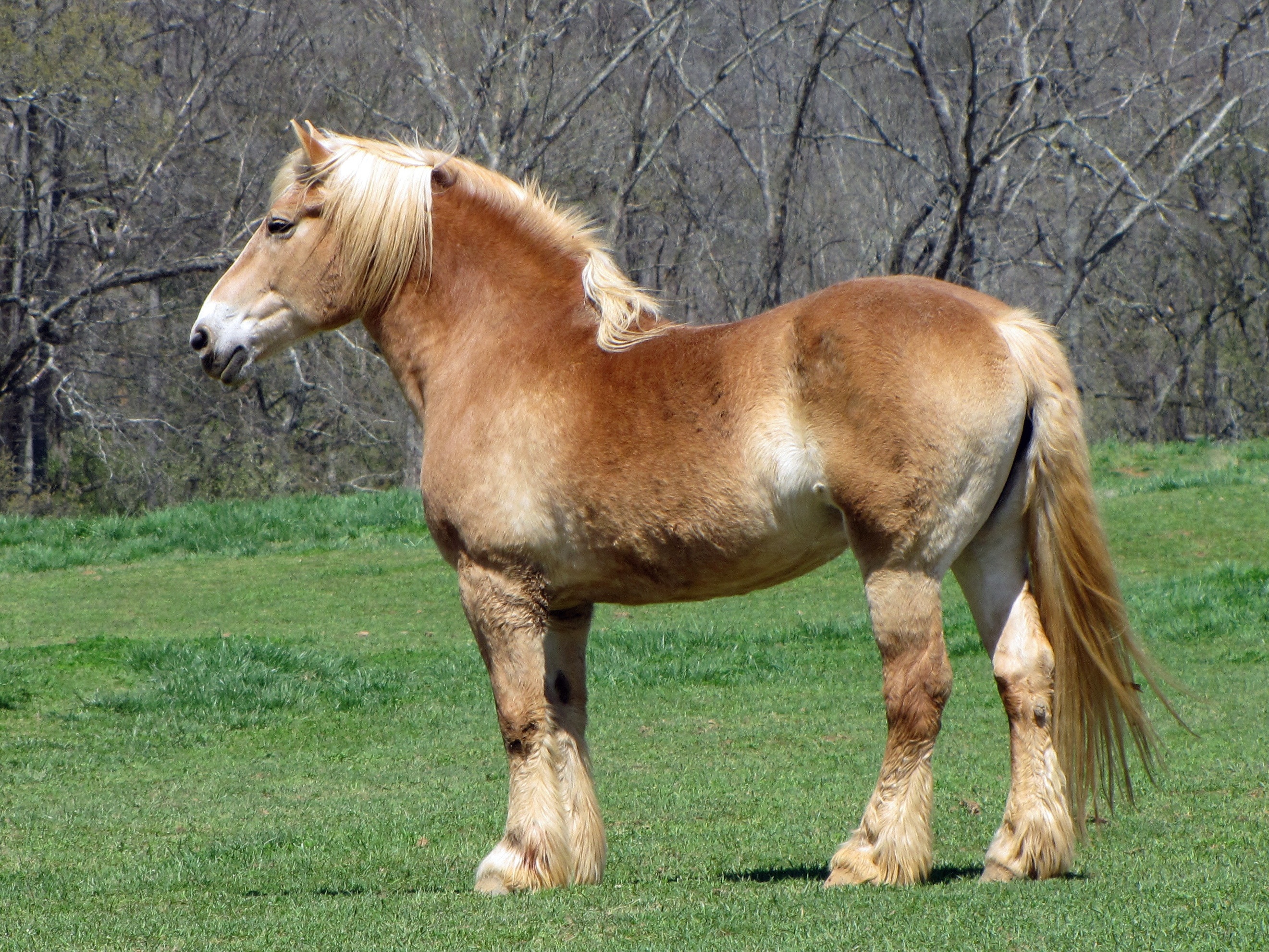 <p>most popular draft breed, heaviest breed</p>