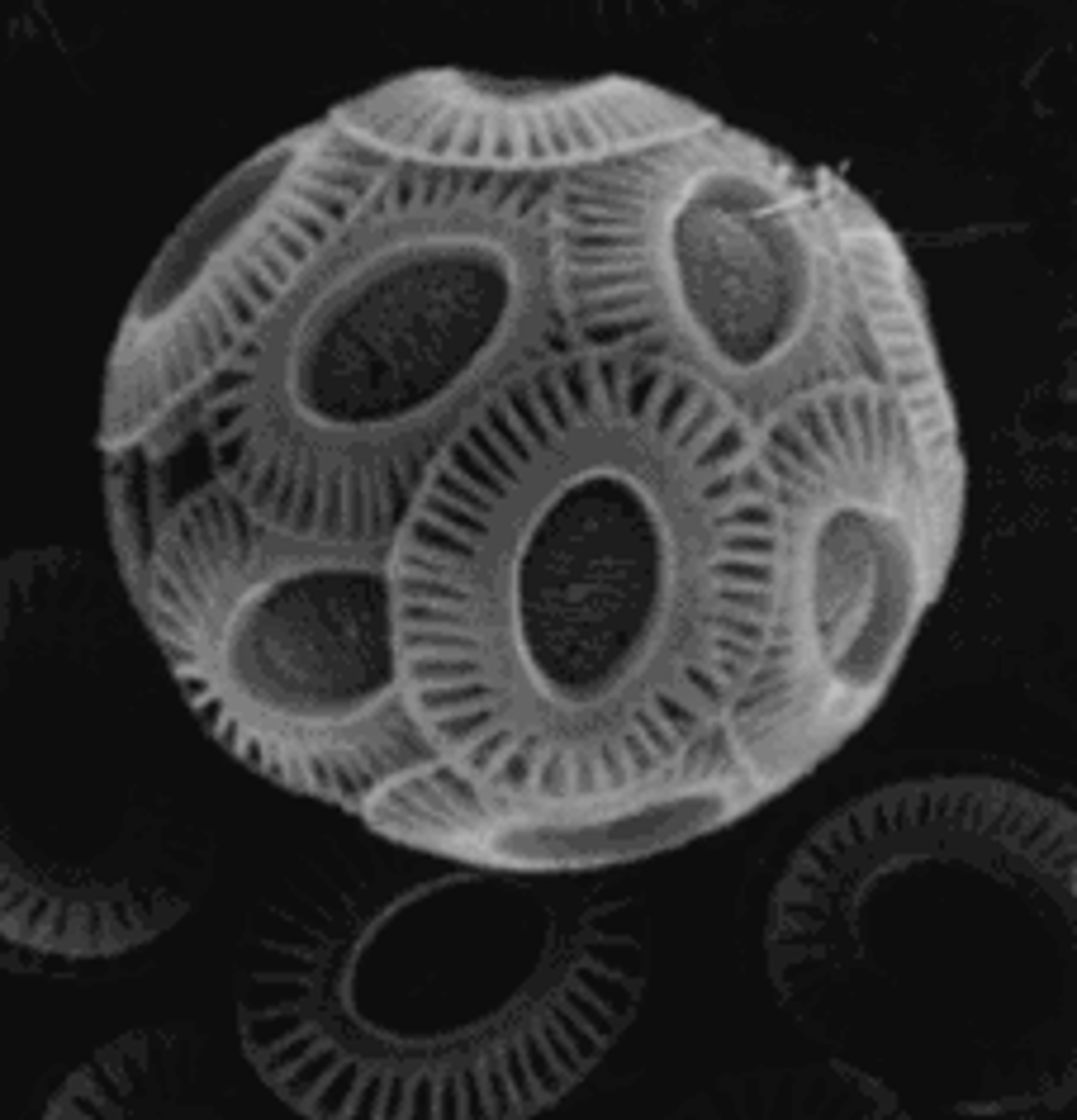 <p>coccolithophorid</p>