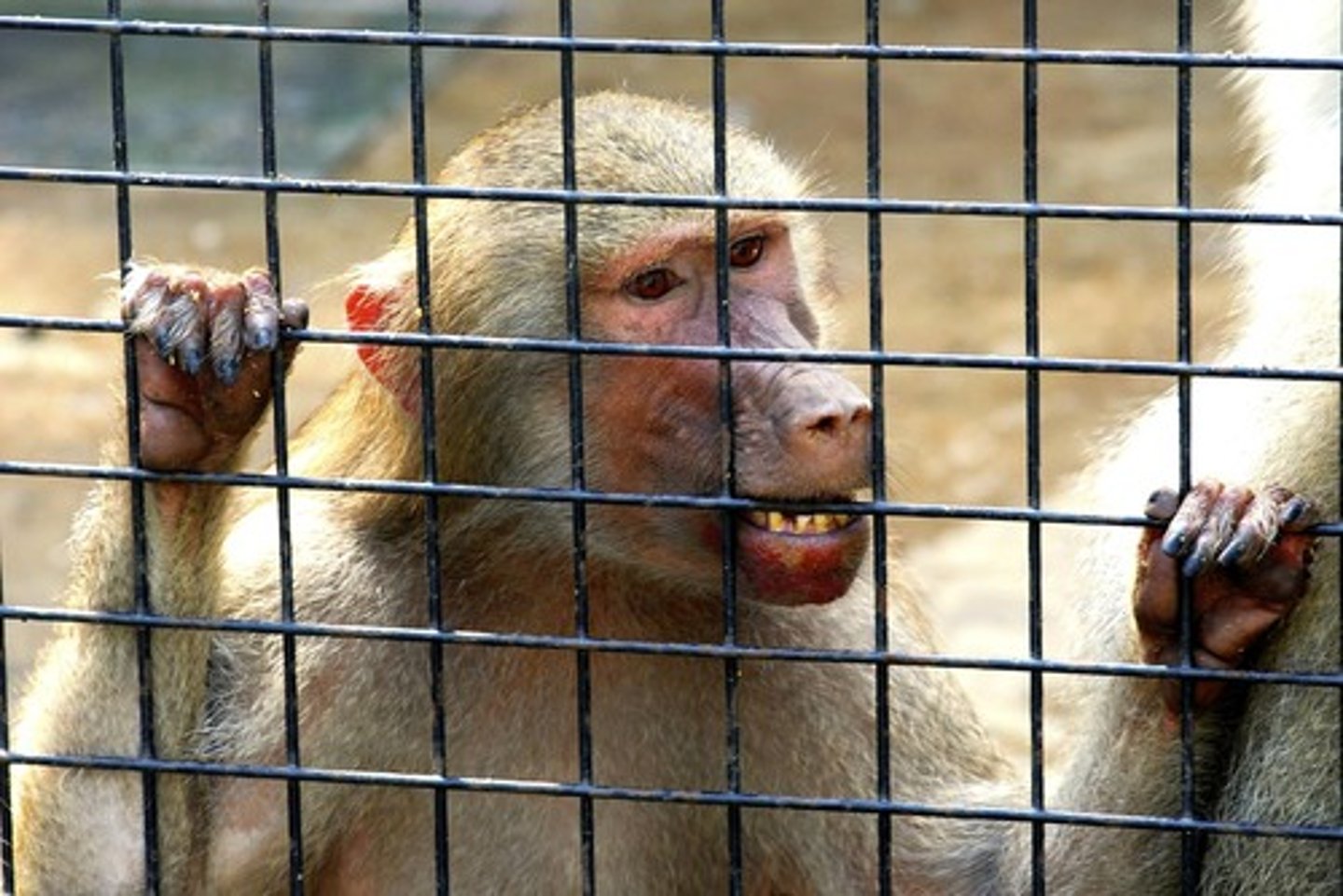 <p>when a person or animal is kept in a prison, cage etc and not allowed to go where they want</p>