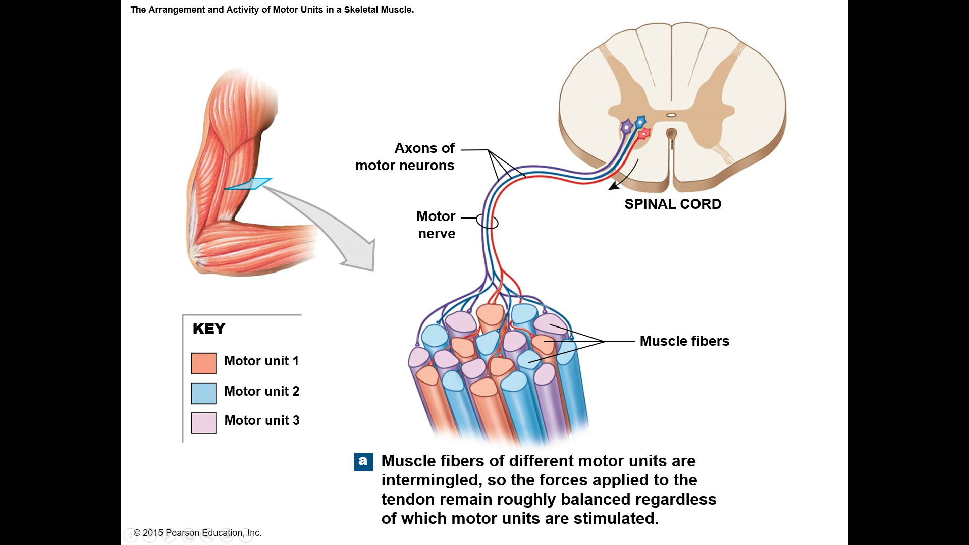 is a motor neuron and all the muscle fibers it supplies
the number of muscle fibers per ____ ____ can vary from 4 to several hundred
muscles that control fine movements (fingers, eyes) have small ____ ____
large weight-bearing muscles (thighs, hips) have large ___ ___
Muscle fibers from a ___ ___ are spread throughout the muscle; therefore, contraction of a single ___ ___ causes weak contraction of the entire muscle
____ ____ in a muscle usually contract asynchronously; helps prevent fatigue